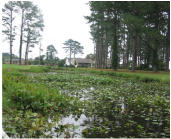 Figure 9. Deep wetland with floating aquatics.